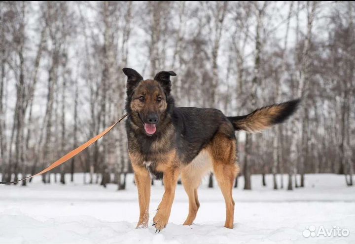 Зира - метис малинуа