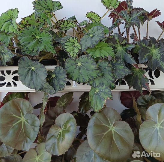 Комнатные цветы. Бегонии