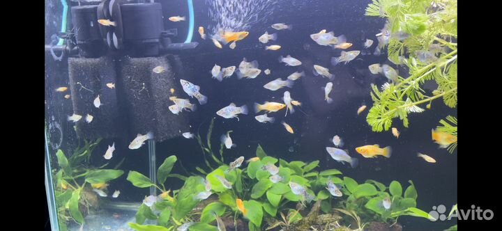 Аквариумные рыбки пецилия голубая