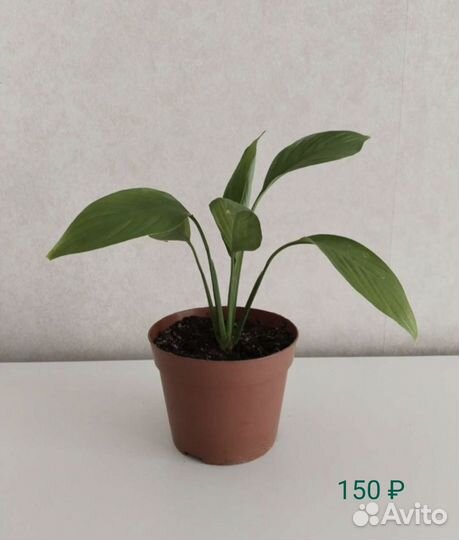 Комнатные растения Спатифиллум