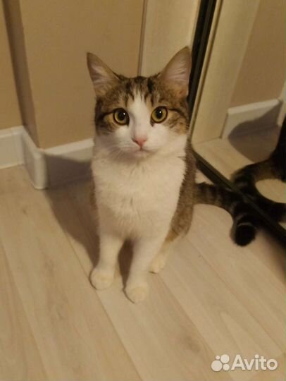 Кошки бесплатно