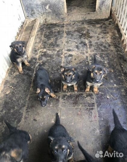 Щенята Немецкой Овчарки