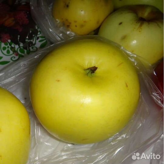 Саженцы осенней яблони Воргуль Воронежский