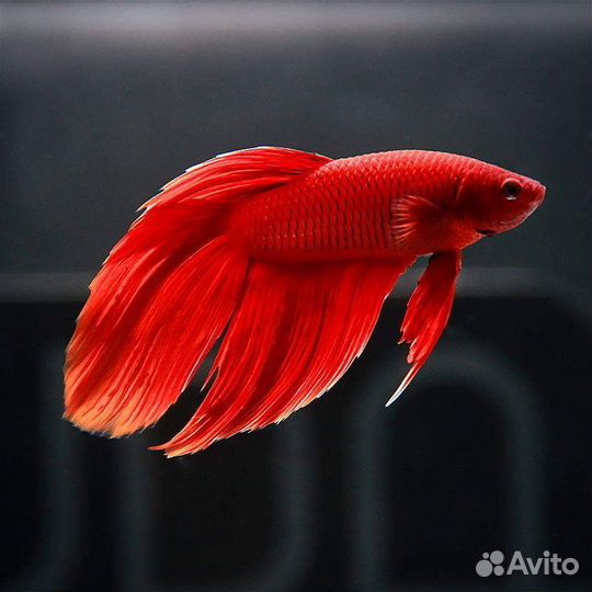 Рыбка Петушок