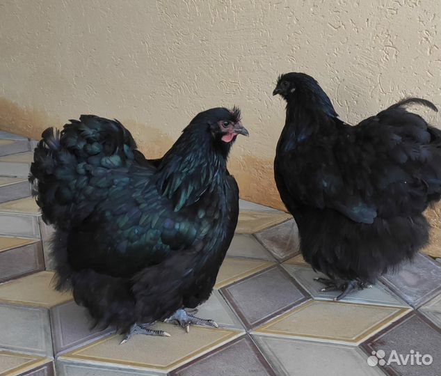 Цветной бройлер