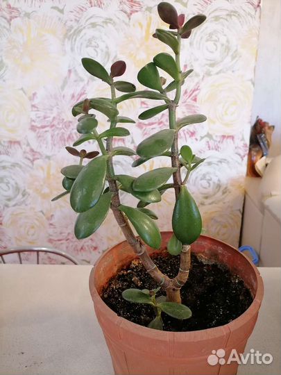 Денежное дерево толстянка крассула