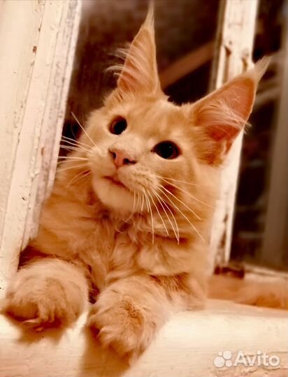 Котята мейн-кун