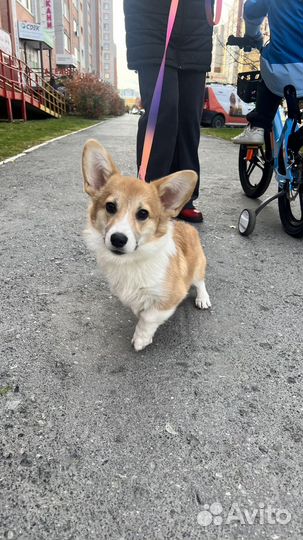 Щенки корги