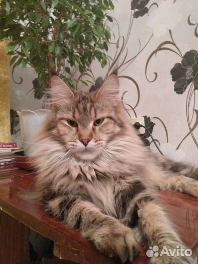 Кошка мей-кун