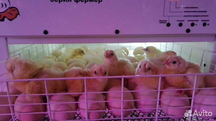 Цыплята бройлеры кобб 500 (суточные)