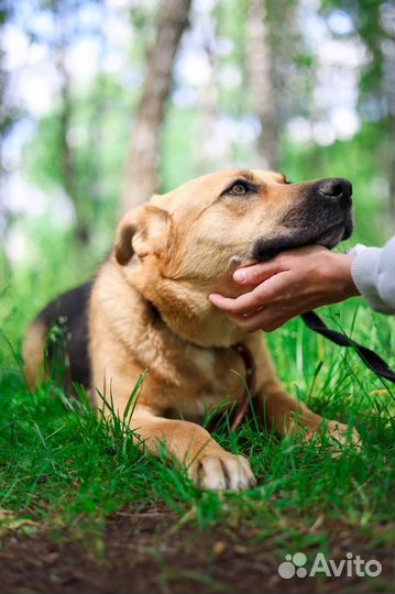 Собака в добрые руки отдам бесплатно