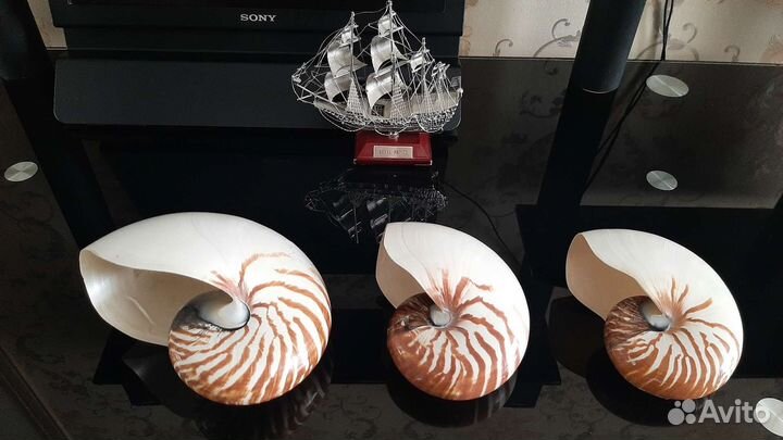 Морские раковины