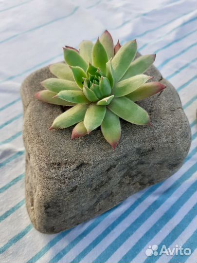 Молодило каменная роза