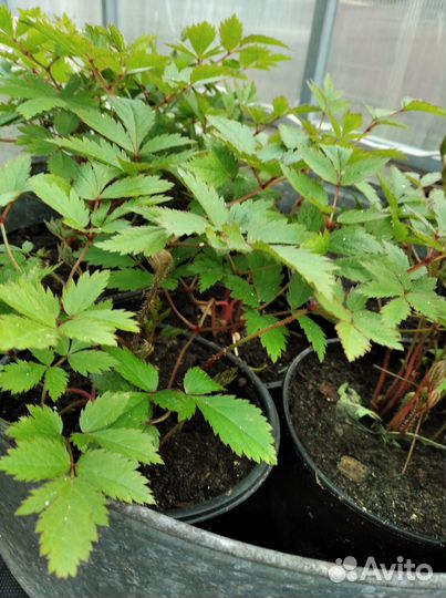 Цветы садовые