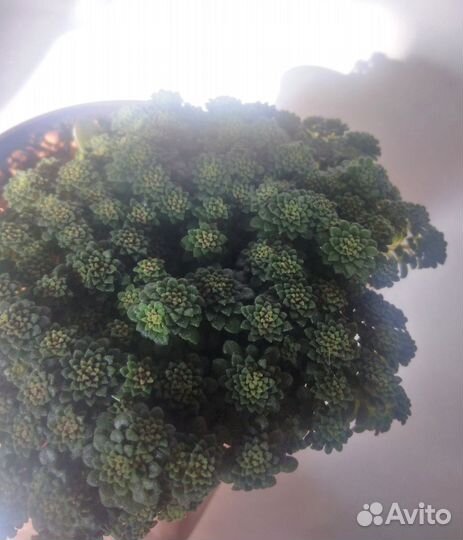 Монантес Муралис суккулент черенки