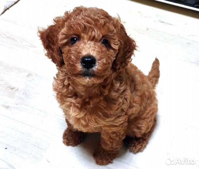 Пудель девочка