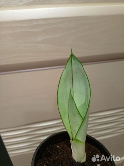 Сансевиерия 