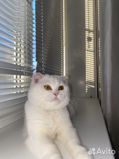 Шотландская кошечка на вязку