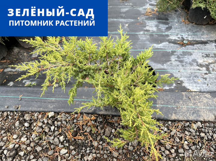 Можжевельник 