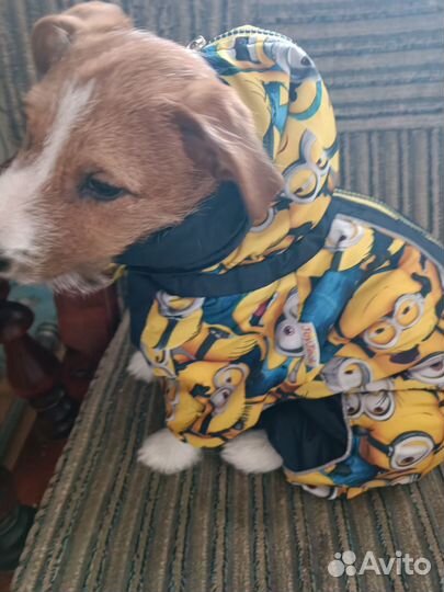 Комбинезон Joy Jack