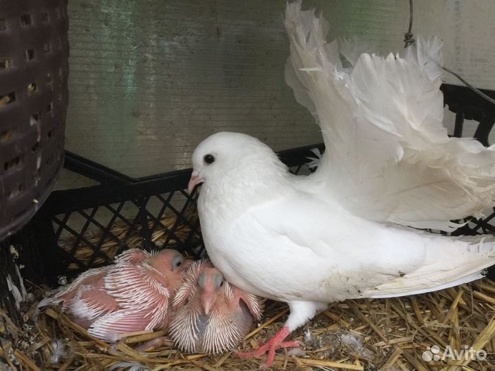 Голуби павлины