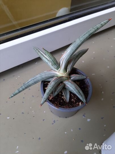 Сансевиерия silver clone