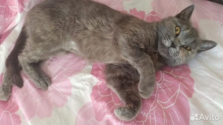 Кошечка в добрые руки
