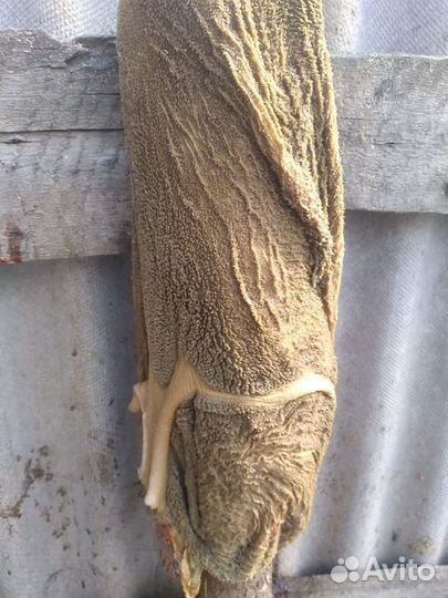 Корм для собак