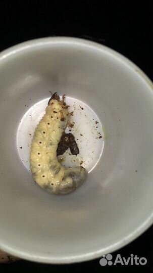 Личинка жука-носорога