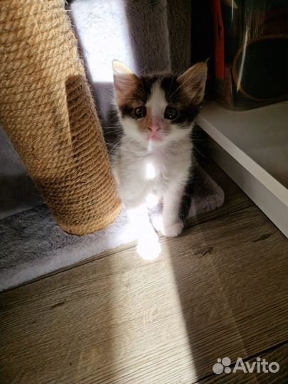 Котята ищут новый дом