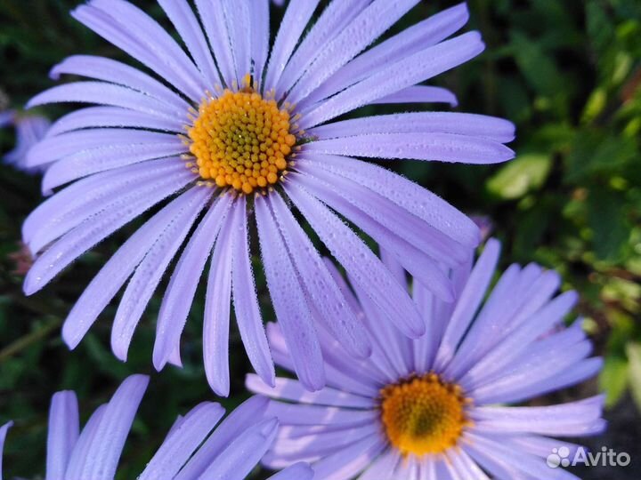 Многолетники. Ирисы, флоксы, лилейники и др