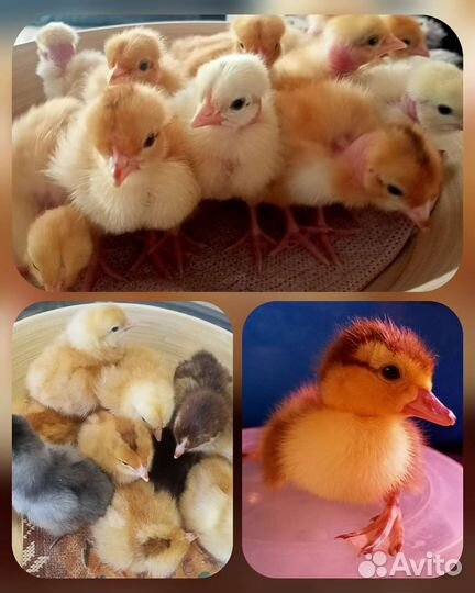 Цыплята мясоячные, индоутята