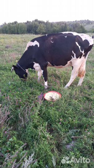 Корова стельная дойная