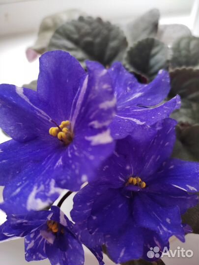 Фиалки, колеус