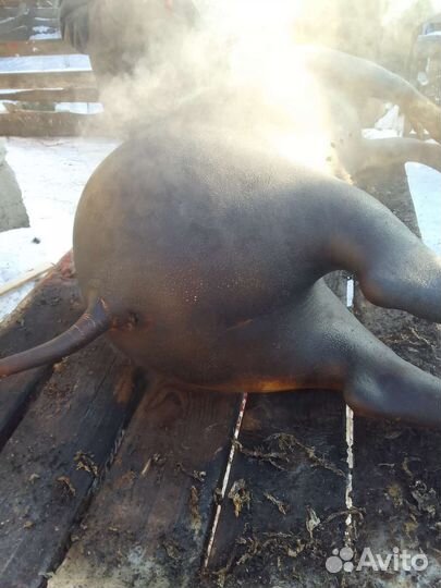 Мясо свинина