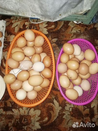 Куры несушки продам