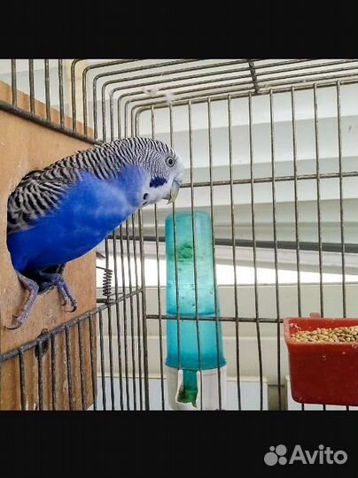 Передержка животных зооняня