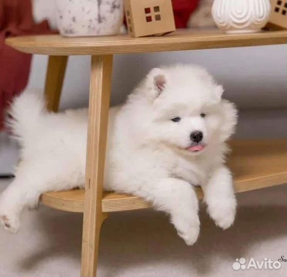 Щенки самоеда Белокуриха