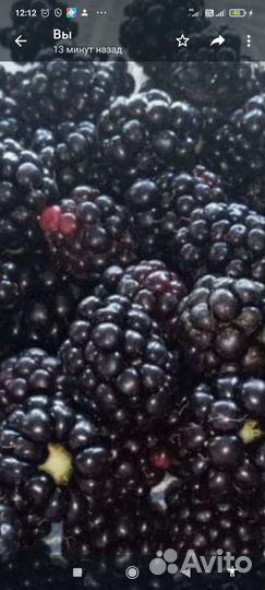 Саженцы плодово-ягодных культур