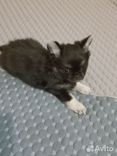 Щенки чихуахуа