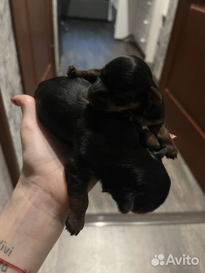 Йоркширский терьер щенки