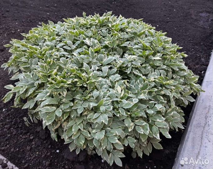 Сныть пестролистная