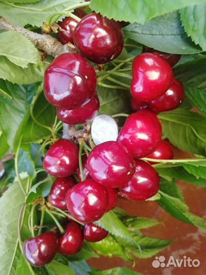 Саженцы и черенки плодовых деревьев и винограда