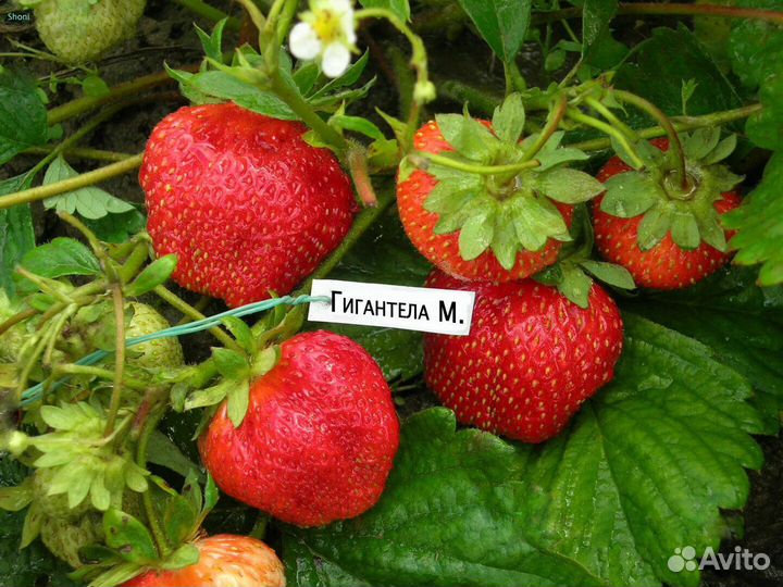 Рассада клубники сорт Гигантела