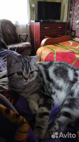 Шотландский котёнок