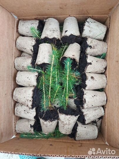 Сеянцы сосны обыкновенной зкс от производителя