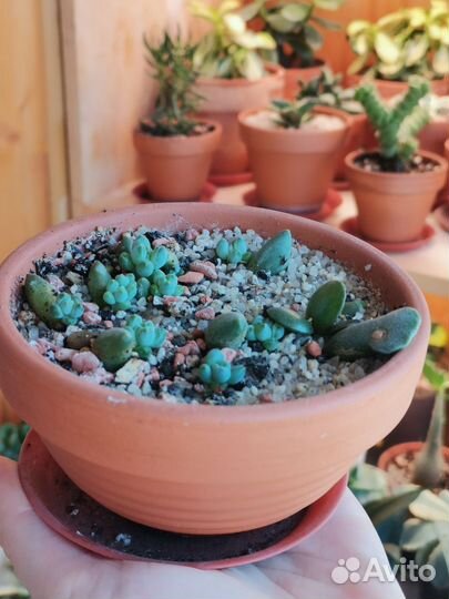 Горшочек с суккулентами