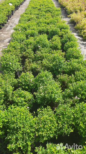 Саженцы спиреи. Спирея Литл принцесс