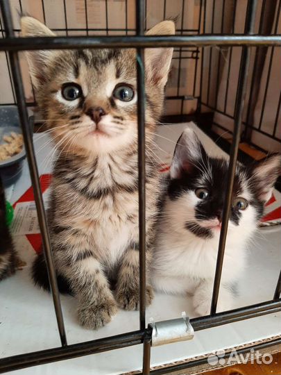 Котята в добрые руки