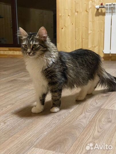 Милашка ищет спутника жизни